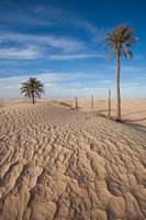 Framed Great Dune and Palm Trees, Tunisia