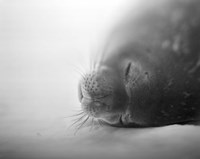 Framed Weddell Seal resting in snow on Deception Island, Antarctica