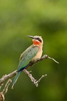 Framed Whitefronted Bee-eater tropical bird, South Africa