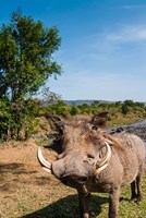 Framed Warthog, Maasai Mara National Reserve, Kenya