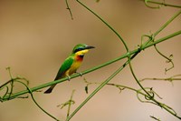 Framed Tropical Bird, Little Bee Eater, Masai Mara GR, Kenya