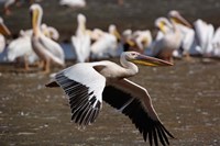 Framed White Pelican birds in flight, Lake Nakuru, Kenya