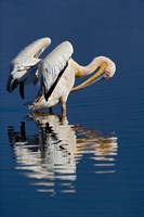 Framed White Pelican bird, Lake Nakuru National Park, Kenya