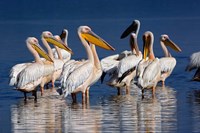 Framed Group of White Pelican birds in the water, Lake Nakuru, Kenya