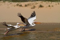 Framed White Pelicans, Sandwich Harbor, Namib-Naukluft, Namibia