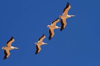 Framed White Pelicans in the sky, Sandwich Harbor, Namibia