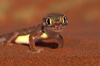 Framed Web-footed Gecko, Namib National Park, Namibia