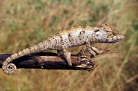 Framed Wild Chameleon, Madagascar