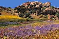 Framed Wildflowers Flourish, Namaqualand, Northern Cape Province, South Africa
