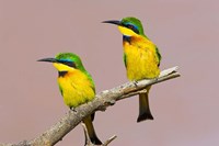 Framed Two little bee-eater birds on limb, Kenya