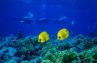 Framed Yellow Butterflyfish with Scuba Divers, Red Sea, Egypt