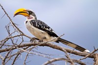 Framed Yellow-billed Hornbill perched in tree, Samburu Game Reserve, Kenya