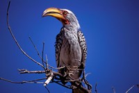 Framed Yellow-Billed Hornbill, Tarangire, Tanzania