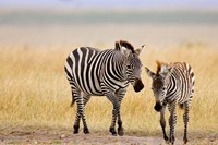 Framed Zebra and Juvenile Zebra on the Maasai Mara, Kenya