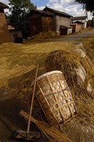 Framed Bai Minority Laying Wheat on the Road, Jianchuan County, Yunnan Province, China