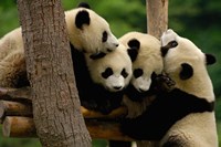 Framed Four Giant panda bears