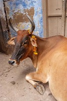 Framed Cow withFflowers, Varanasi, India