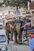 Framed Colorfully decorated elephant, Amber Fort, Jaipur, India
