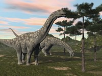 Framed Argentinosaurus dinosaur grazing on treetops