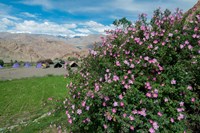 Framed Pink roses at campsite near the Hemis Monastery, Ladakh, India