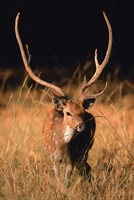 Framed Chital in Bandhavgarh National Park, India