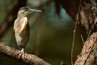 Framed Little Heron in Bandhavgarh National Park, India