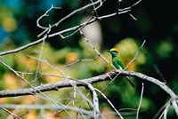 Framed Green Bee-eater in Bandhavgarh National Park, India