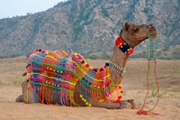 Framed Brightly decorated camel, Pushkar, Rajasthan, India.