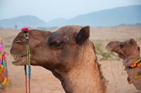 Framed Close-up of a camel, Pushkar, Rajasthan, India.