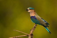 Framed Indian Roller, Bandhavgarh National Park, India