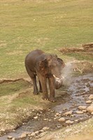 Framed Elephant at waterhole, Corbett NP, Uttaranchal, India