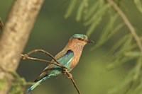 Framed Indian roller bird, Corbett NP, Uttaranchal, India
