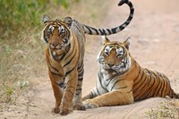 Framed Pair of Royal Bengal Tigers, Ranthambhor National Park, India