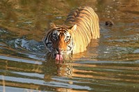 Framed Royal Bengal Tiger in the water, Ranthambhor National Park, India