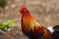 Framed Close up of Red Jungle Fowl, Corbett National Park, India