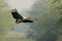 Framed Painted Stork in flight, Keoladeo National Park, India