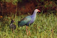 Framed Purple Moorhen and young birds, Keoladeo NP, India