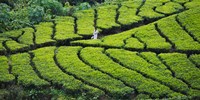 Framed Tea Plantation, Kerala, India