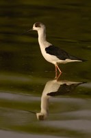 Framed Black-winged stilt bird, INDIA