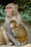 Framed Rhesus Macaque monkey with baby, Bharatpur National Park, Rajasthan INDIA