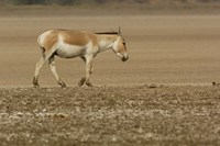 Framed Asiatic Wild Ass, Donkey, Gujarat, INDIA