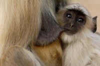 Framed Hanuman Langur monkey feeding, Ranthambhore NP, Rajasthan INDIA