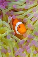 Framed Anemonefish in protective anemone, Raja Ampat, Papua, Indonesia