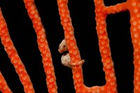 Framed Close-up of world's smallest seahorse, Raja Ampat, Papua, Indonesia