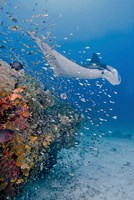 Framed Manta ray, fish and coral, Raja Ampat, Papua, Indonesia