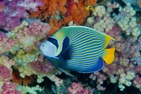 Framed Underwater scene of angelfish and coral, Raja Ampat, Papua, Indonesia