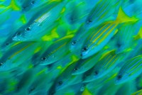 Framed Abstract close-up of snapper fish, Raja Ampat, Papua, Indonesia