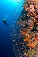Framed Diver with light next to vertical reef formation, Pantar Island, Indonesia