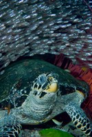 Framed Glassfish, Hawksbill turtle