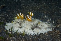 Framed Indonesia, Sulawesi, Lembeh Strait, Marine Life